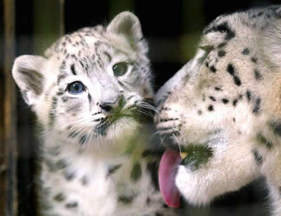 baby_leopard.jpg