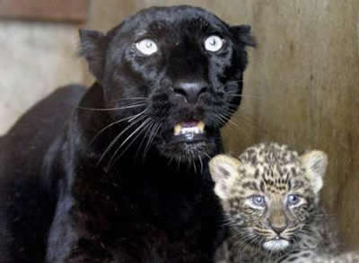 baby_leopard2.jpg